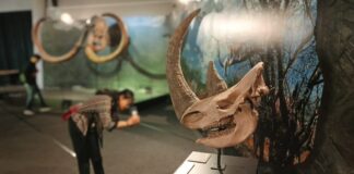 Dinosaurus Extinctions Us, Pameran Kehidupan Prasejarah Tentang Kisah Bertahan Hidup di Sepanjang Usia Bumi