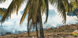 Pemkab Natuna Terbitkan Larangan Buka Lahan dengan Cara Dibakar larangan buka lahan dibakar