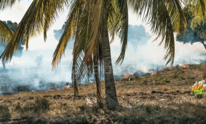 larangan buka lahan dibakar