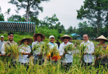 Dua Hektare Sawah Dipanen, Natuna Dorong Ketahanan Pangan dari Desa