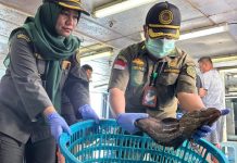8,3 Ton Ikan Hidup Asal Natuna Tembus Pasar Hong Kong di Awal 2026