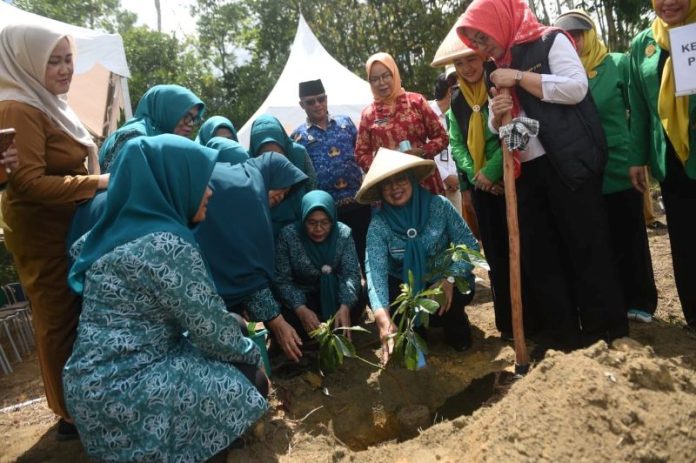 Bibit Cabai Warga Kepri