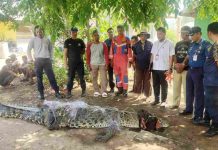 Buaya 4 Meter Dievakuasi dari Kampung Kolam Tanjungpinang buaya kampung kolam tanjungpinang