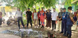 Buaya 4 Meter Dievakuasi dari Kampung Kolam Tanjungpinang buaya kampung kolam tanjungpinang