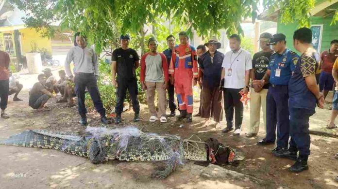 buaya kampung kolam tanjungpinang