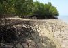 Jaga Mangrove dari Mafia Tanah, Kejari Karimun dapat Apresiasi Mangrove Karimun