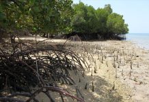Jaga Mangrove dari Mafia Tanah, Kejari Karimun dapat Apresiasi Mangrove Karimun