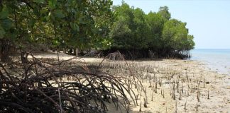 Jaga Mangrove dari Mafia Tanah, Kejari Karimun dapat Apresiasi Mangrove Karimun