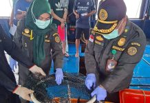 Ekspor Ikan Hidup dari Natuna Tembus Rp 1,2 Miliar, Didominasi Kerapu untuk Pasar Hong Kong