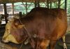 Karimun Dapat Jatah Sapi Kurban dari Presiden Prabowo, Bobot Capai 1 Ton