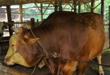Karimun Dapat Jatah Sapi Kurban dari Presiden Prabowo, Bobot Capai 1 Ton
