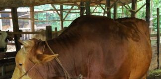Karimun Dapat Jatah Sapi Kurban dari Presiden Prabowo, Bobot Capai 1 Ton