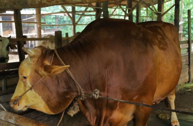Karimun Dapat Jatah Sapi Kurban dari Presiden Prabowo, Bobot Capai 1 Ton