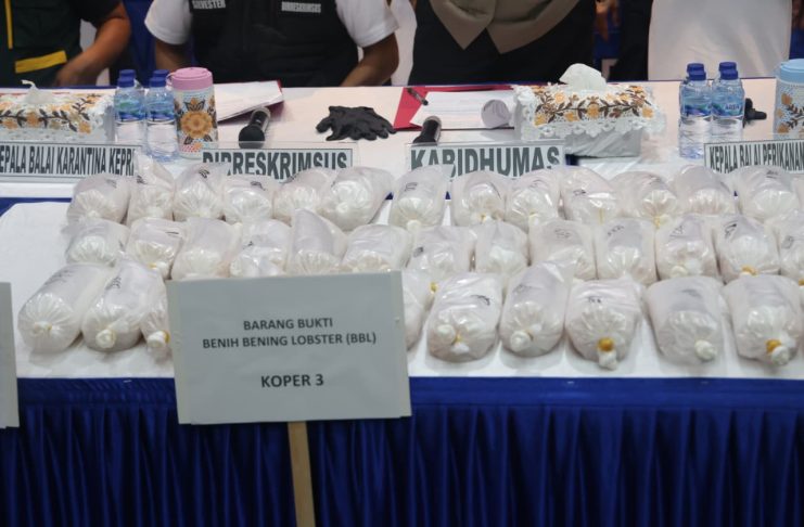 Rugikan Negara Rp10 Miliar, 100 Ribu Benih Lobster Diamankan Polda Kepri
