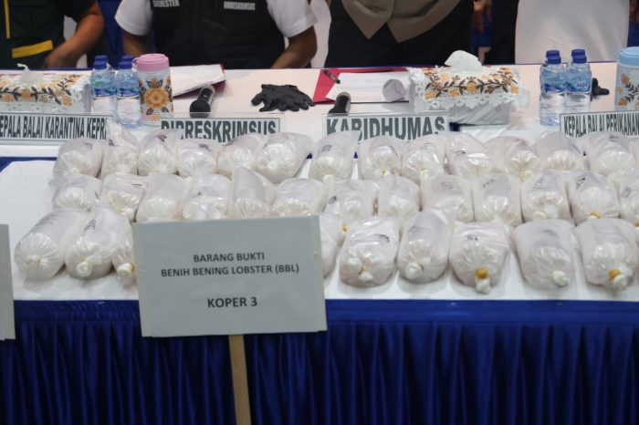 Rugikan Negara Rp10 Miliar, 100 Ribu Benih Lobster Diamankan Polda Kepri