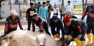 Pemko Batam Salurkan 66 Hewan Kurban, Distribusi hingga ke Wilayah Hinterland