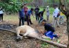 Maknai Kebersamaan, Dinas PUPR Karimun Berkurban 3 Sapi dan 1 Kambing