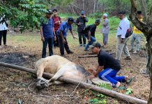 Maknai Kebersamaan, Dinas PUPR Karimun Berkurban 3 Sapi dan 1 Kambing