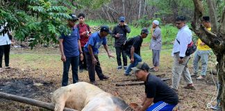 Maknai Kebersamaan, Dinas PUPR Karimun Berkurban 3 Sapi dan 1 Kambing