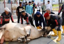 Pemko Batam Salurkan Hewan Kurban hingga Hinterland hewan kurban batam
