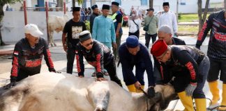 Pemko Batam Salurkan Hewan Kurban hingga Hinterland hewan kurban batam