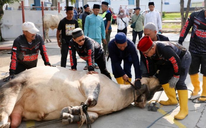 kurban batam hewan kurban batam