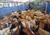 Masjid Al Jihad Tiban Potong 411 Kambing Kurban dari Singapura