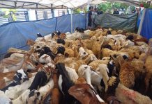 Masjid Al Jihad Tiban Potong 411 Kambing Kurban dari Singapura