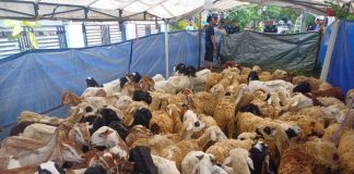 Masjid Al Jihad Tiban Potong 411 Kambing Kurban dari Singapura