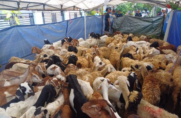 Masjid Al Jihad Tiban Potong 411 Kambing Kurban dari Singapura