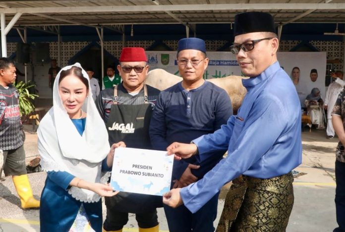 kurban presiden sapi kurban prabowo