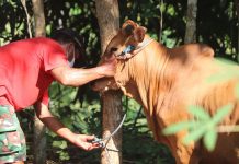 Natuna Dapat Bantuan Sapi Kurban dari Presiden Sapi Kurban dari Presiden