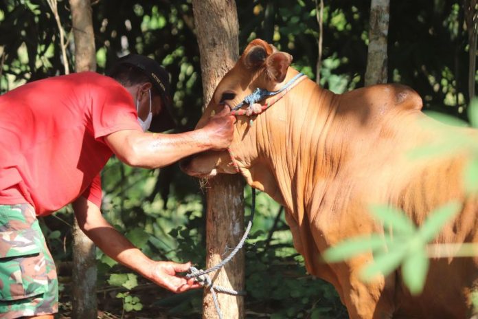 Sapi Kurban dari Presiden