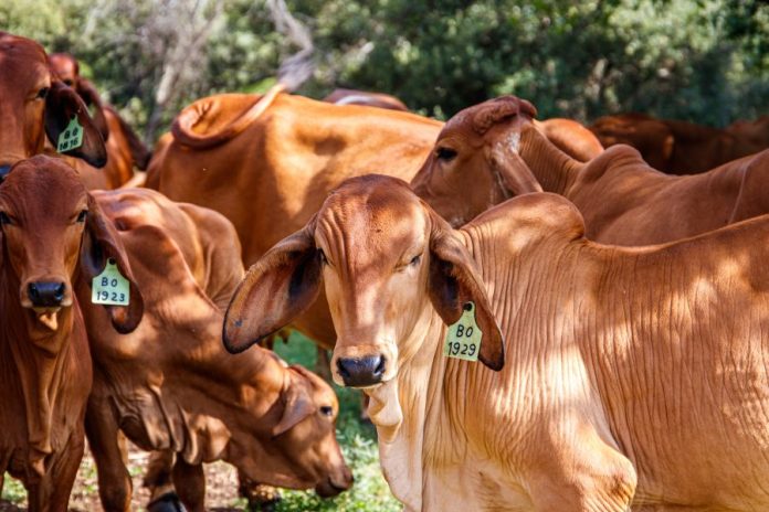sapi kurban Kurban di Tanjungpinang
