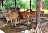 Iduladha 2026, Pemko Tanjungpinang Distribusikan 56 Sapi Kurban sapi kurban tanjungpinang