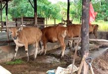 Iduladha 2026, Pemko Tanjungpinang Distribusikan 56 Sapi Kurban sapi kurban tanjungpinang