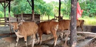 Iduladha 2026, Pemko Tanjungpinang Distribusikan 56 Sapi Kurban sapi kurban tanjungpinang