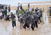 Mahasiswa dan Amsakar Kompak Tanam Mangrove di Pesisir Nongsa mangrove di pesisir nongsa