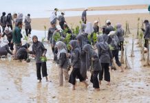Mahasiswa dan Amsakar Kompak Tanam Mangrove di Pesisir Nongsa mangrove di pesisir nongsa