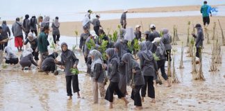 Mahasiswa dan Amsakar Kompak Tanam Mangrove di Pesisir Nongsa mangrove di pesisir nongsa