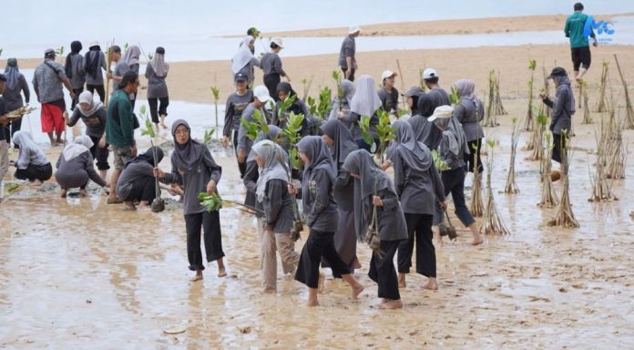 mangrove di pesisir nongsa