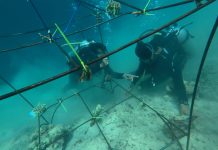 Pulihkan Ekosistem Laut, Pertamina Tanam Terumbu Karang di Pulau Pasumpahan