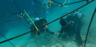 Pulihkan Ekosistem Laut, Pertamina Tanam Terumbu Karang di Pulau Pasumpahan