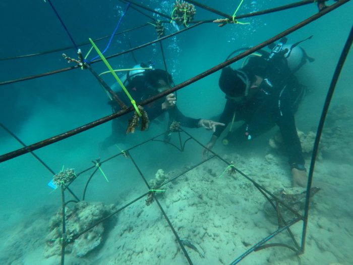 Pulihkan Ekosistem Laut, Pertamina Tanam Terumbu Karang di Pulau Pasumpahan