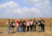 Petani Gen Z di Senggarang Panen Jagung dari Lahan Terbatas