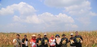 Petani Gen Z di Senggarang Panen Jagung dari Lahan Terbatas
