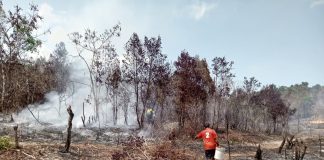 Kebakaran 30 Hektare Lahan di Lingga Masuk Hari ke-14, Petugas Upayakan Memutus Jalur Api