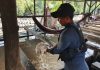 Menjaga Warisan Sagu Melayu Lingga, Dari Kilang Tradisional Menjadi Kekuatan Ekonomi