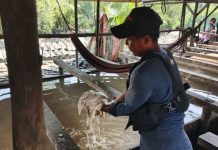 Menjaga Warisan Sagu Melayu Lingga, Dari Kilang Tradisional Menjadi Kekuatan Ekonomi