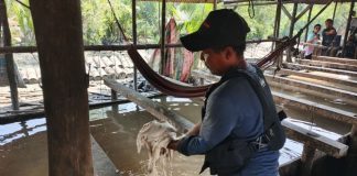 Menjaga Warisan Sagu Melayu Lingga, Dari Kilang Tradisional Menjadi Kekuatan Ekonomi